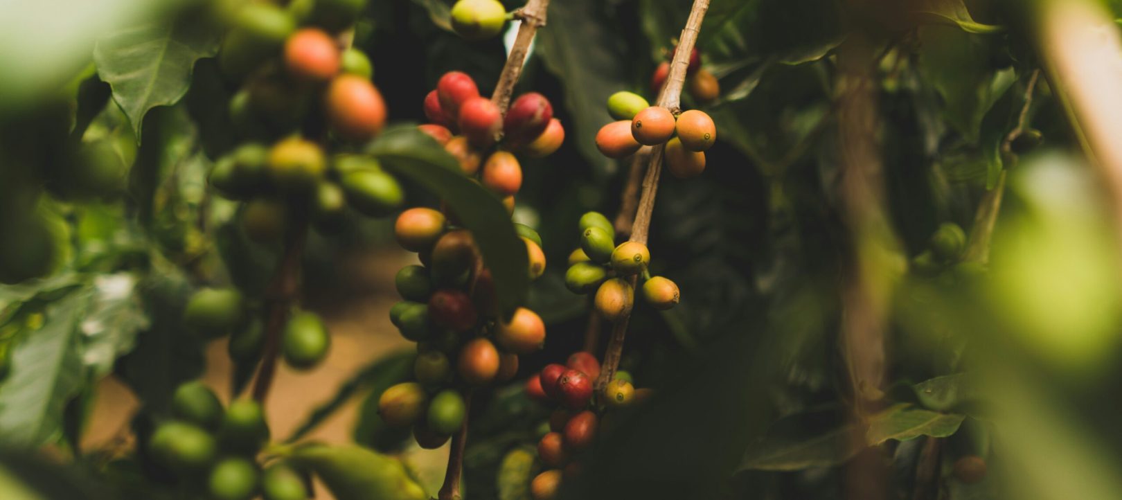clint-mckoy-h28p96ICizo-unsplash